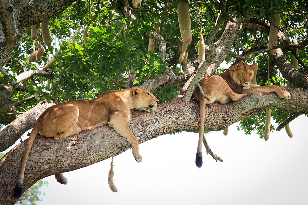 Queen Elizabeth National Park, Uganda